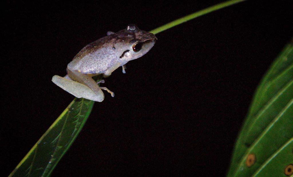 amazon wildlife at night