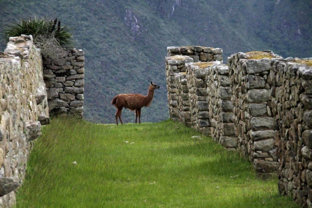 inca ruins at machu picchu with llama