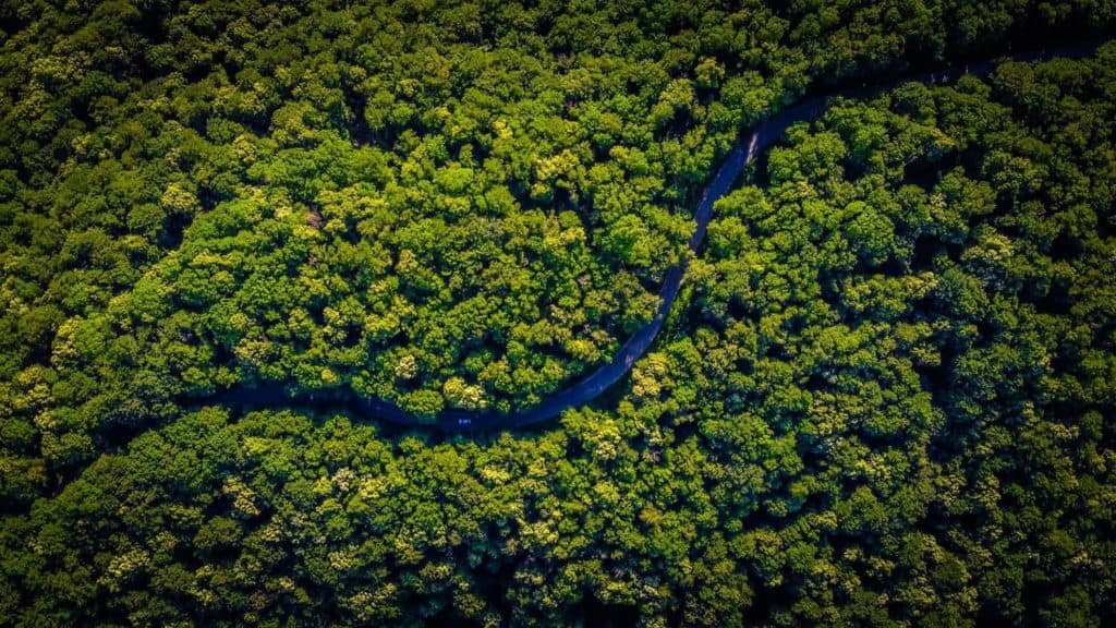 amazon forest from above
