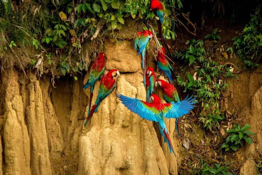 peru amazon iquitos macaws clay lick