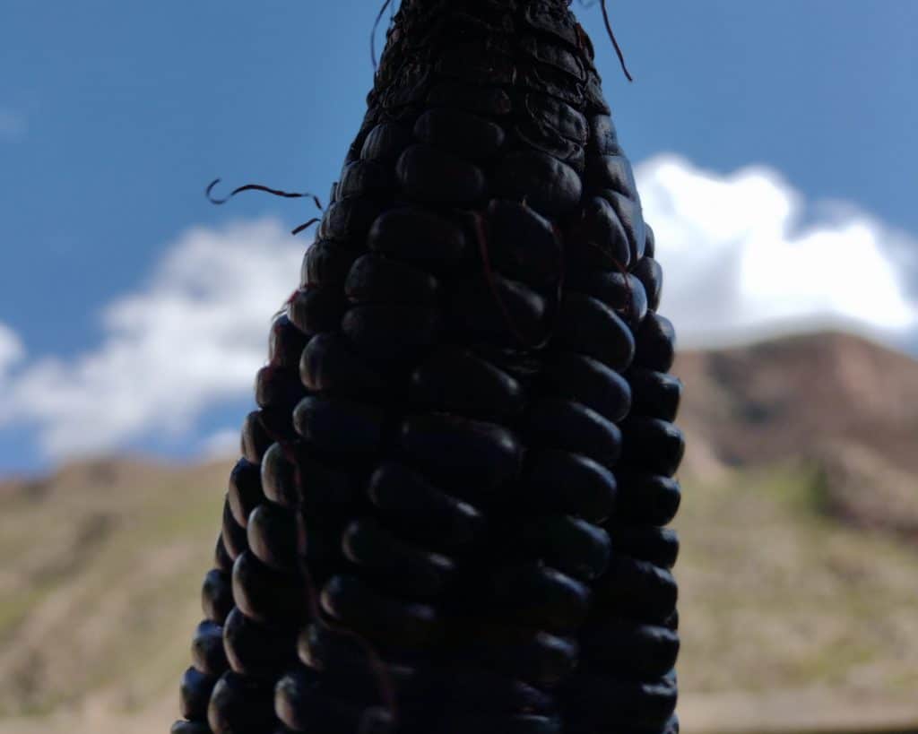 Peruvian corn 