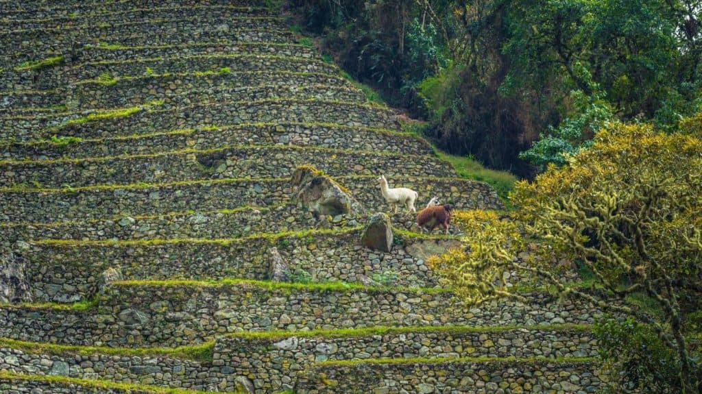 winay-wayna-inca-site-short-inca-trail