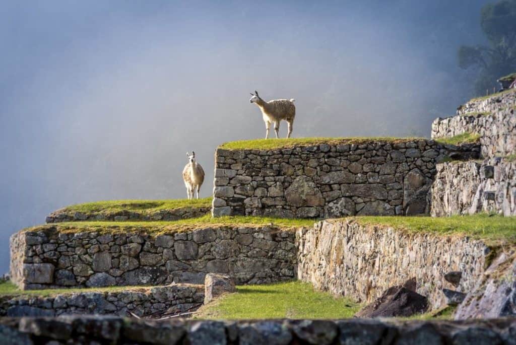 llamas at machu picchu
