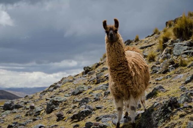 🏔️ The Ausangate Trek is unlike any other!

Trekking around Ausangate Mountain means stepping into some of the most spectacular and remote landscapes in the Peruvian Andes. From colorful mountains and turquoise lagoons to vast valleys, glaciers, and traditional Andean communities, every day brings a completely different view!!

#ausangate #apusperu #andesmountains #trekkinglover