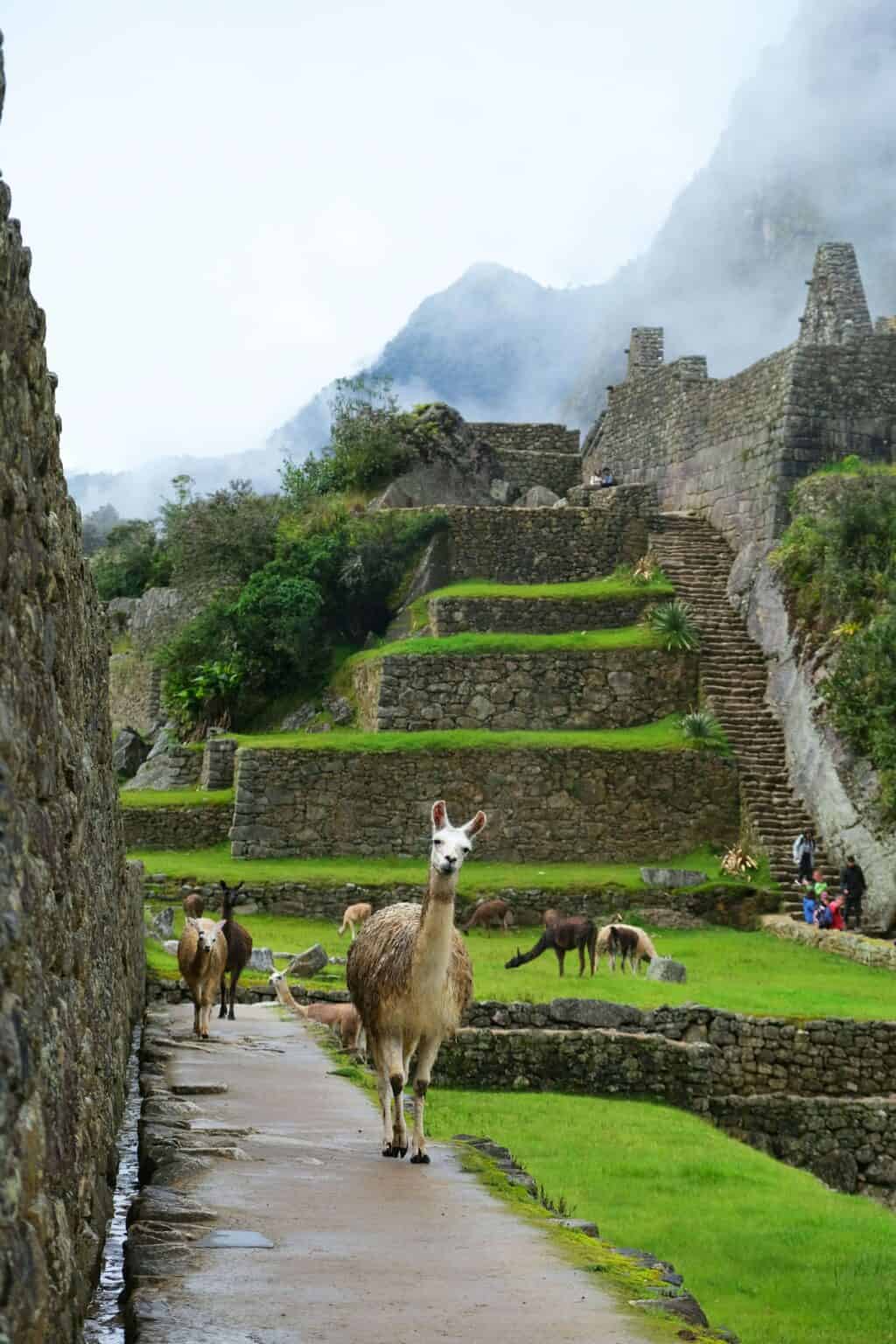 Amazon Jungle & Machu Picchu 10 day - Apus Peru Adventure Travel ...