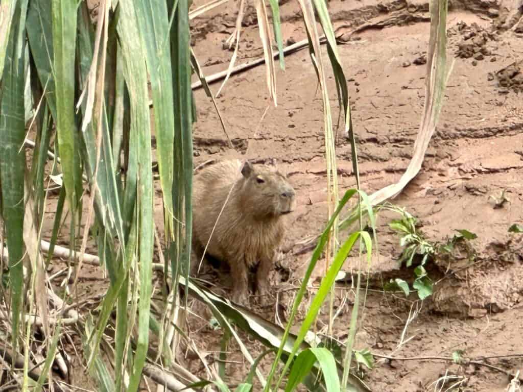 capybara