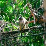 monkey in the jungle