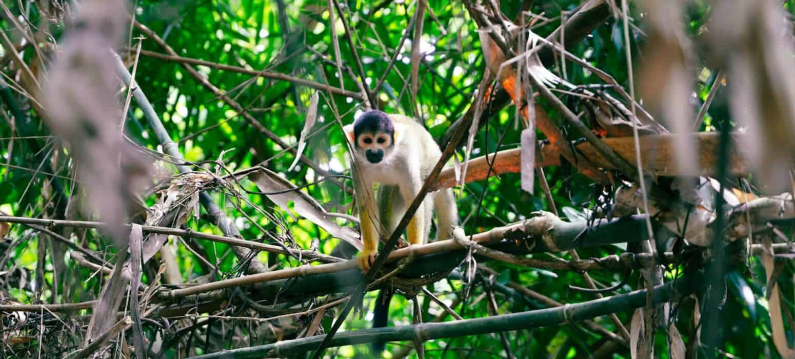 monkey in the jungle