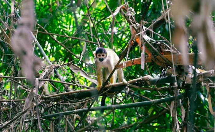 monkey in the jungle