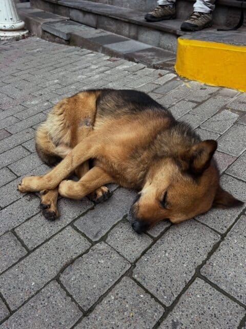 Aguas Calientes is such a charming little town! 🌿✨ Colorful streets, lush mountains all around, and the funniest part: peaceful street dogs sleeping absolutely everywhere. 🐕💤❤️

#aguascalientesperú #machupicchu #doglover