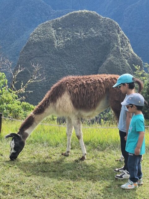 A visit to Machu Picchu is a great experience for families - easy to explore, full of open spaces, and just adventurous enough to keep everyone engaged! Leave us a message for more family travel inspiration 🤩
#apusperu #machupicchuperu #familytravelblog #perutravel #machupicchutravel 📸_Ofelia