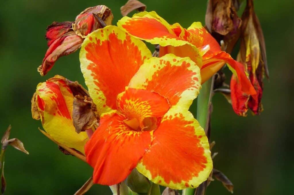 medicinal plants