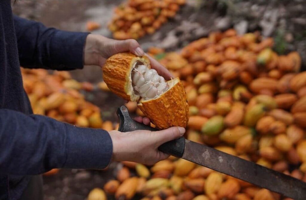 cacao beans