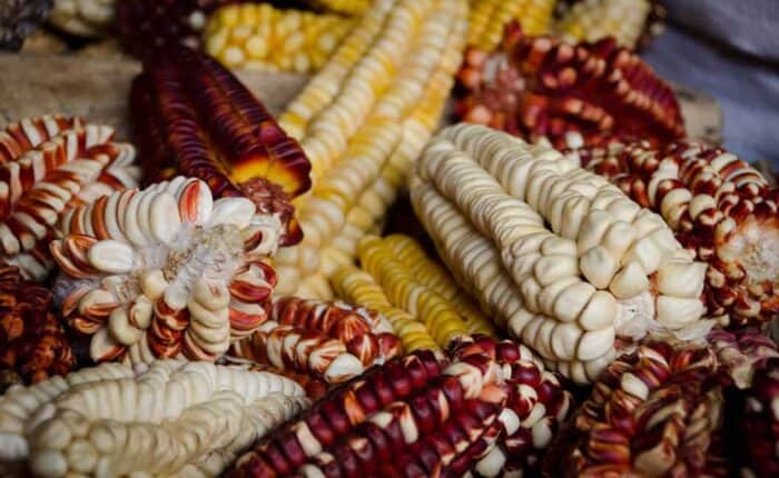peruvian corn varieties