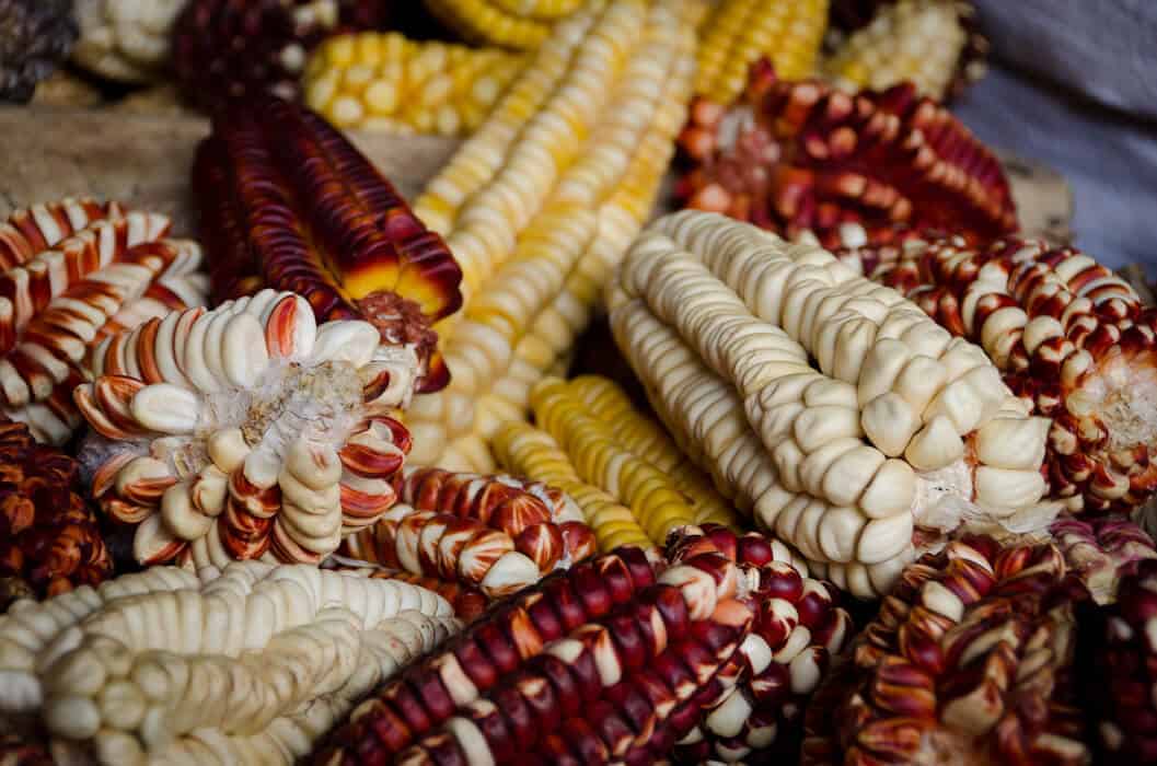 peruvian corn varieties