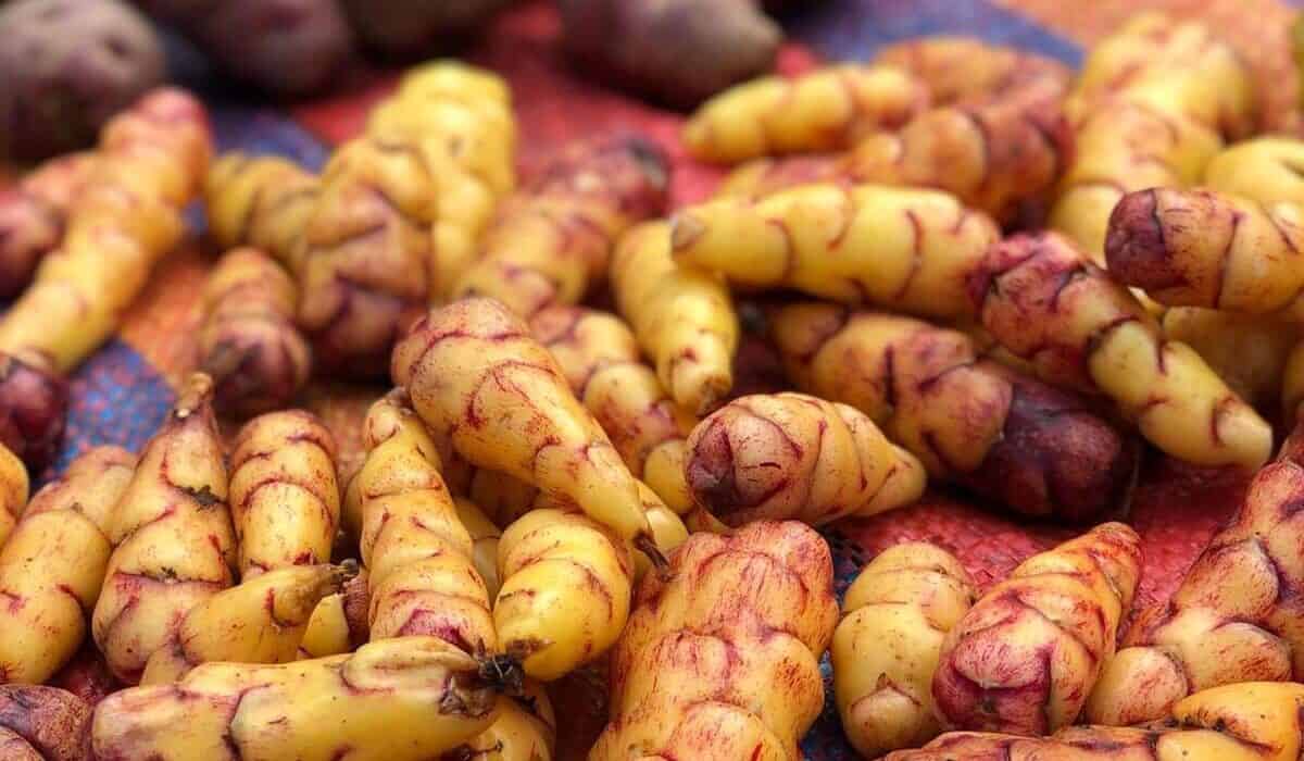andean tubers