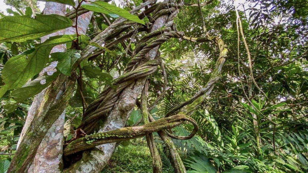 ayahuasca medicinal plant