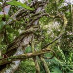 ayahuasca vine in peru, medicinal plants