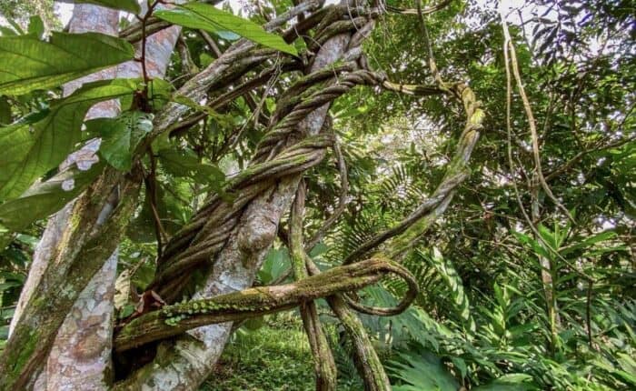 ayahuasca vine in peru, medicinal plants