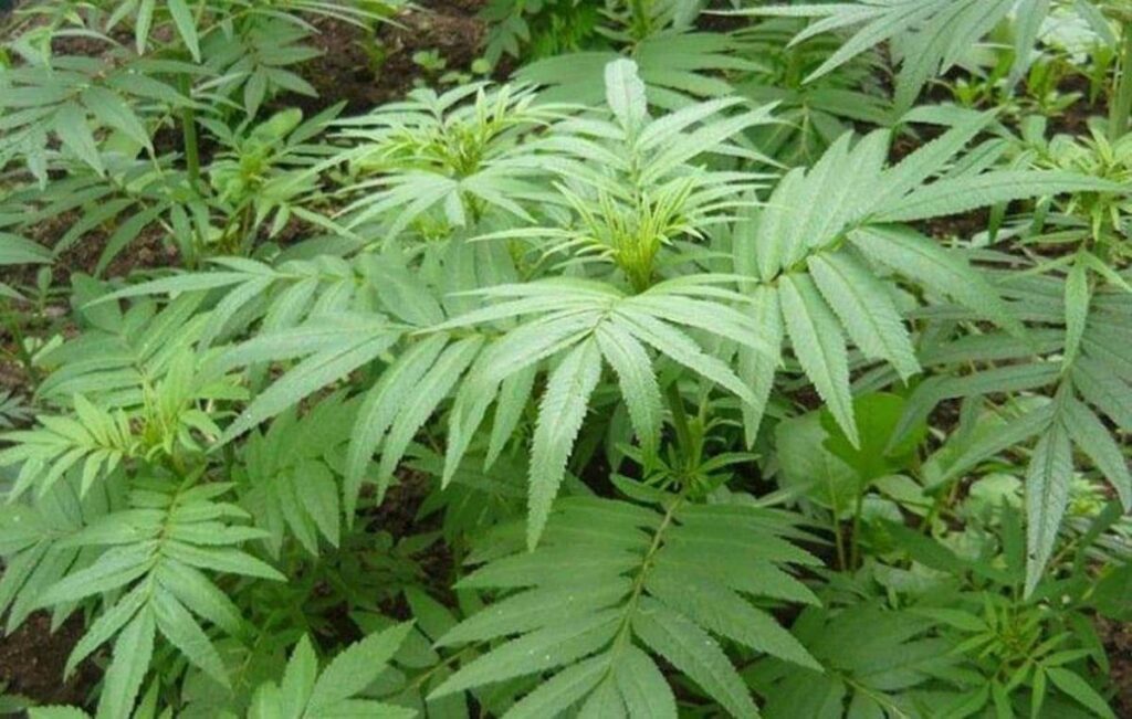 huacatay plant, medicinal