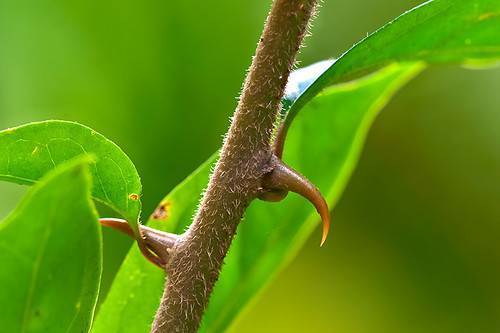 medicinal plants in peru