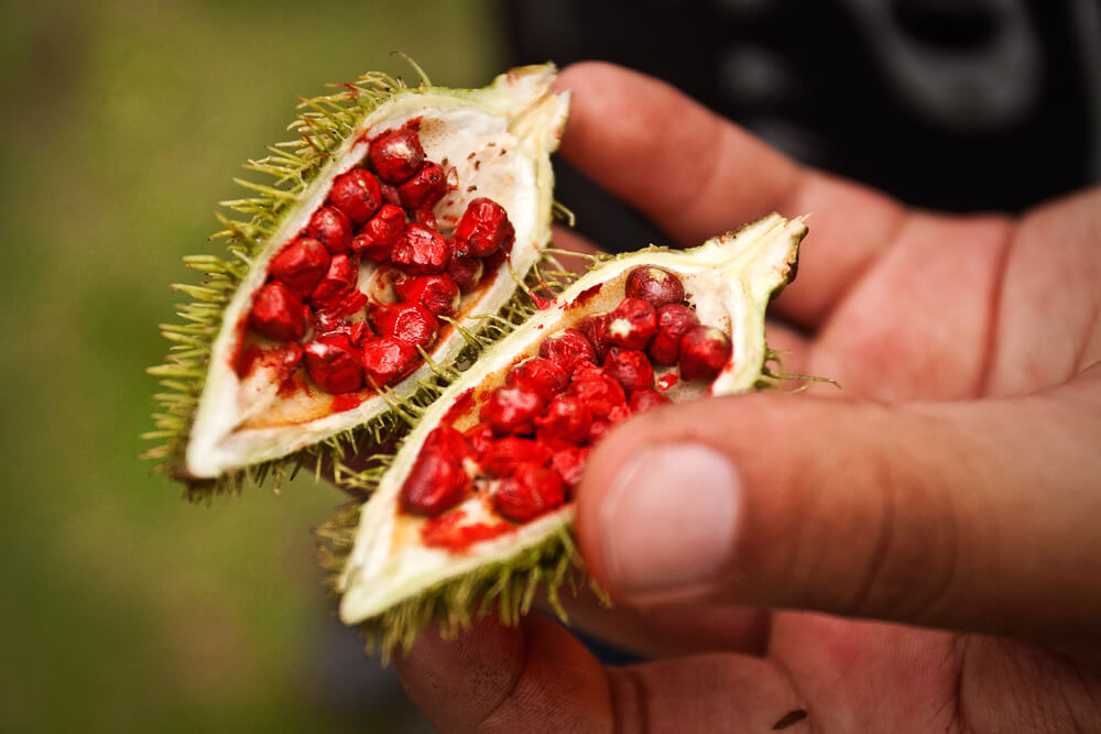achiote plants
