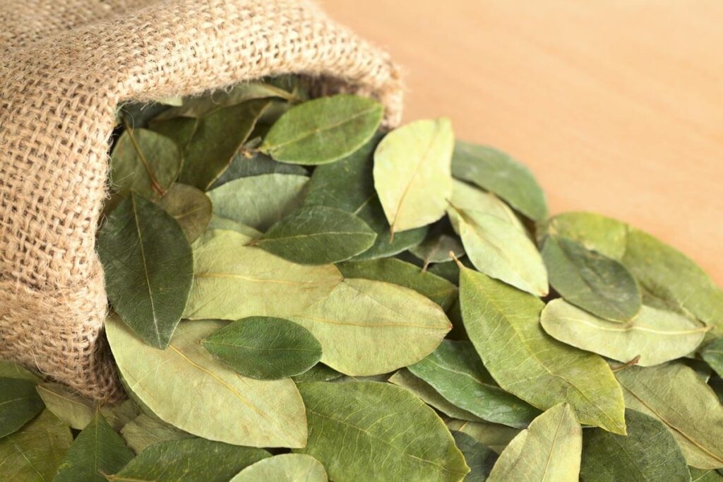 coca leaves in peru
