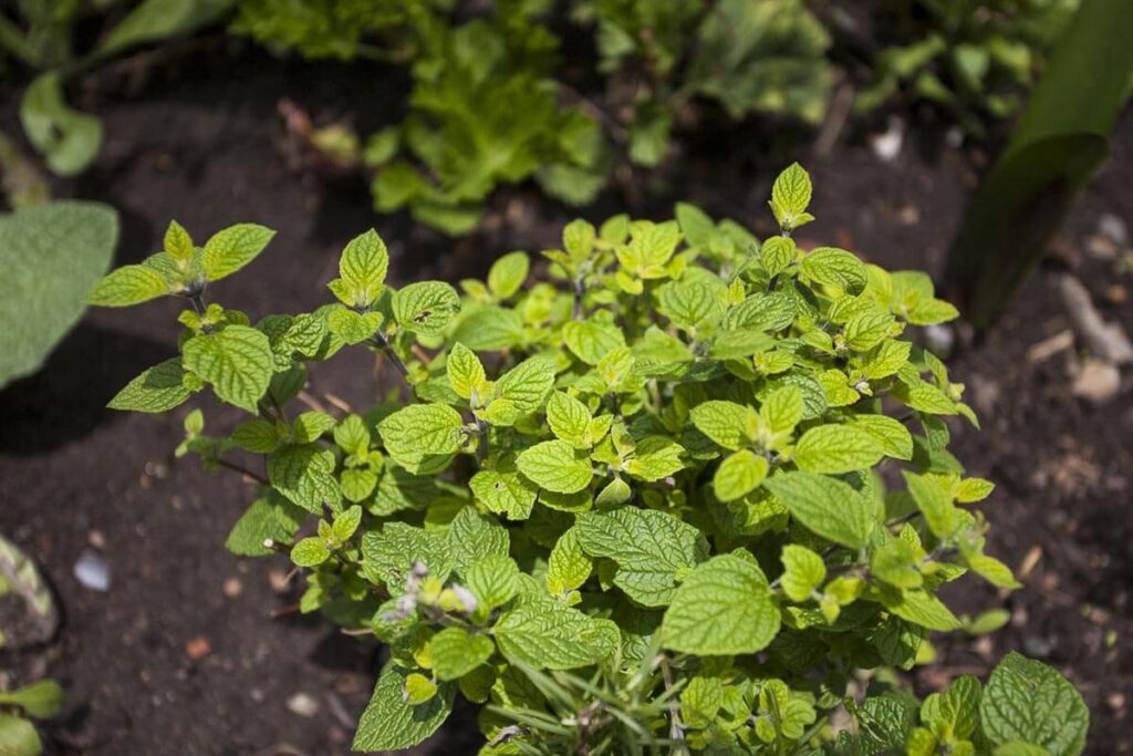muña plant in peru